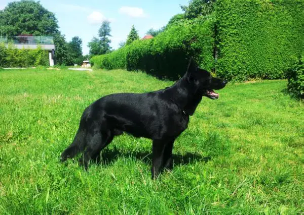 Widdu von der Friesenklippe