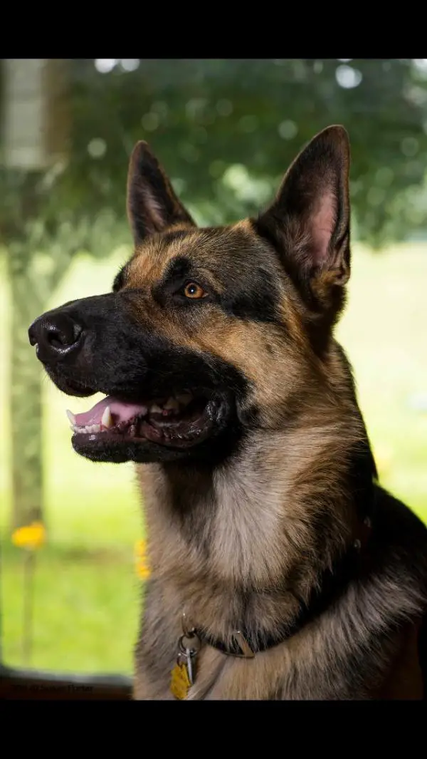 Antares Draco Alexis Von Doran