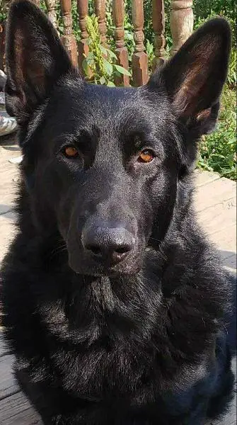 Ruger Von Haus Miller