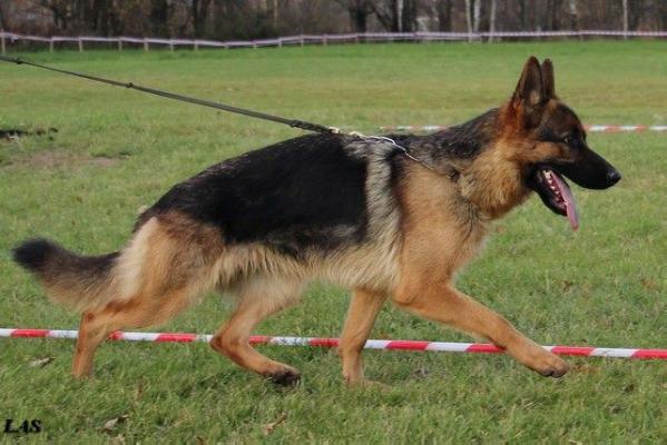 Zwinger Arpadhazi Aika Saddafi