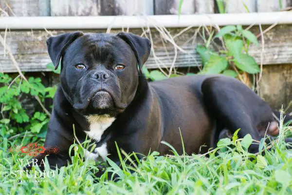 Irongrid's Black Cat of Sharp's