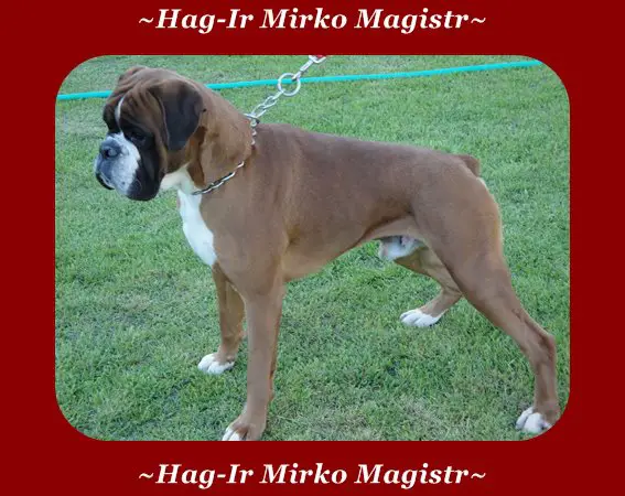 Hag-Ir Mirko Magistr