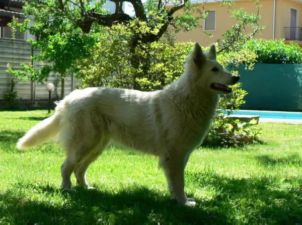 Shaka Sugar van Vlerckensteijn