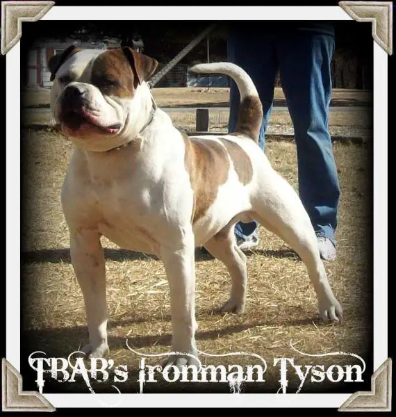 TBAB's Ironman Tyson
