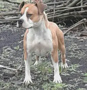 Nikita