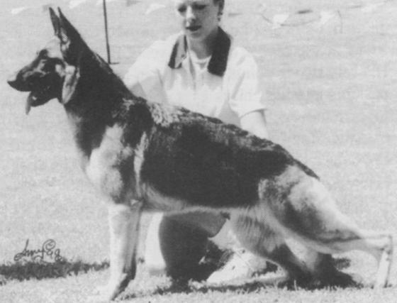 CH (AKC) Tokaye Lin-Ter Diamond Lil