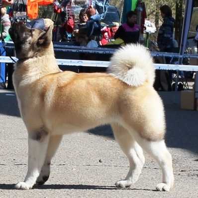 Velvet Dream Dlya Volchyey Stai