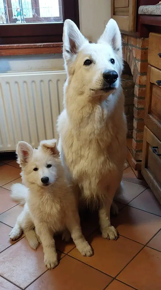 New White Pearl of the Dutch Highlands