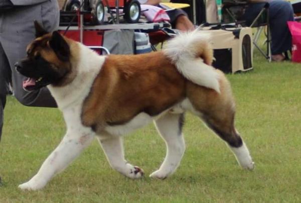 MULTI CH Saburuko's No Beef Just Vibes