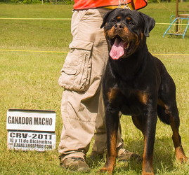 CH.VE Magnum von kalacberg