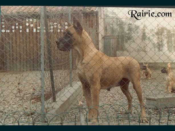 Beauty Nane des Terres de la Rairie