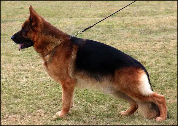 Ermelleki szepseg conte