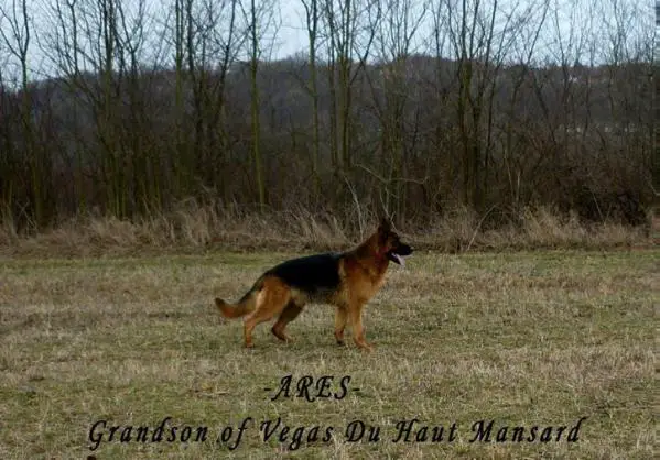 ARES GSD