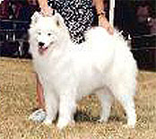 AM.CH. White Magic´s Shaharazad