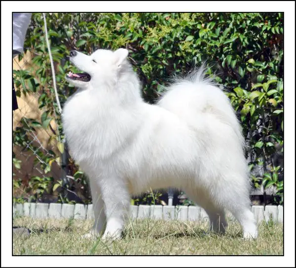 SP.CH. De Villaodon Viriato