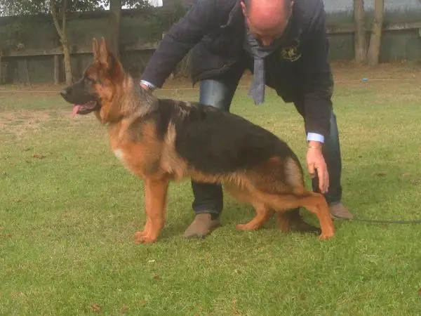 Queen della Valcuvia (2013)