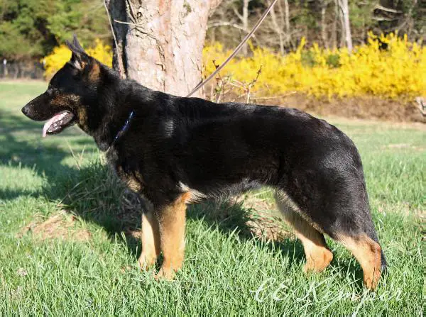 Blackthorn's Vida Loca