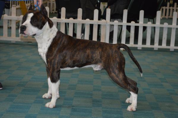 JBIS, JCH, CH, GR CH DOK's PRIDE KILL' EM' ALL