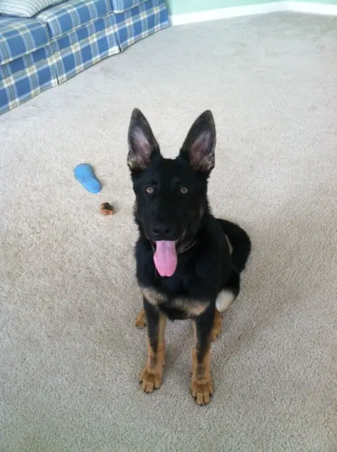 Arale's Krieger von Schwarz Ein