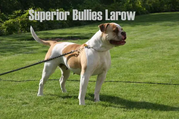 Superior Bullies Larow ABO