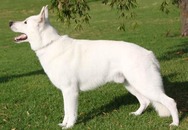 Neigepearl Princeton J'Far (AI)