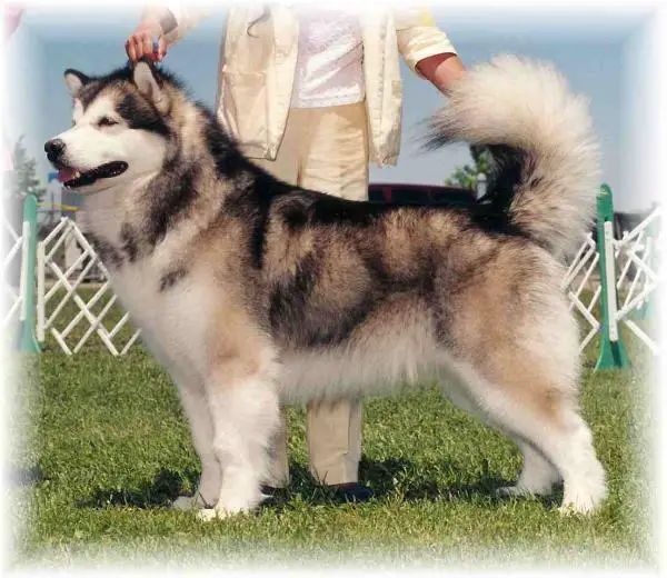 CH Staghorn Reign Maker