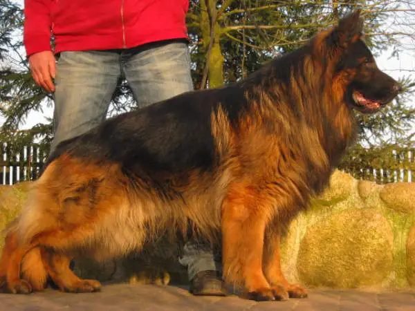 Kelt Astakatto