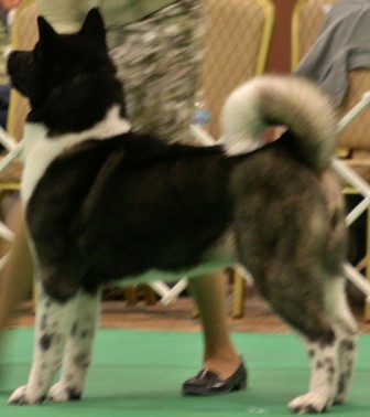 AKC CH Big Benz Absolute Pussycat