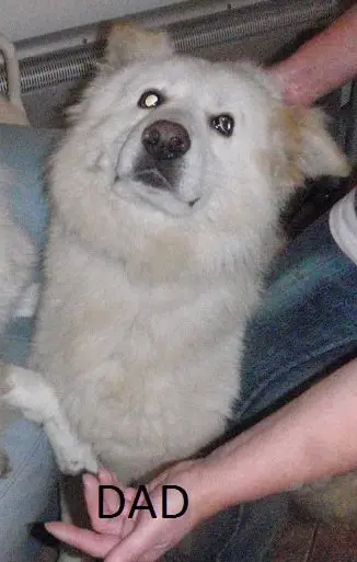 my gentle gent