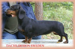 CH RUS, JCH RUS Dachs Design Sweden