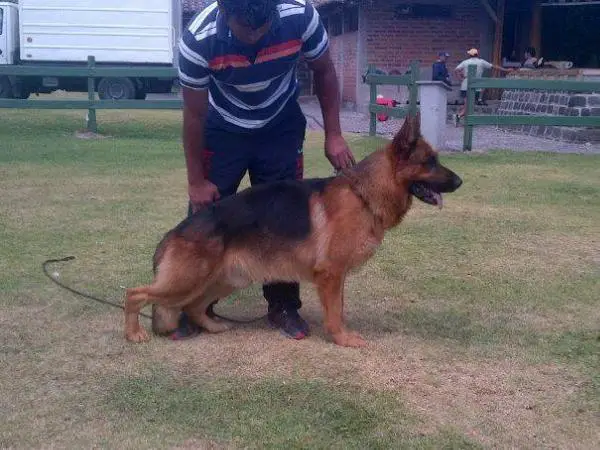 Burgo de casa valeria