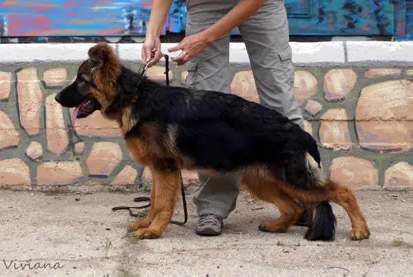 Hause Wellholm Viviana