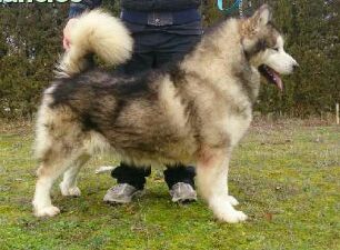 Ulises de Soto de Riofrio