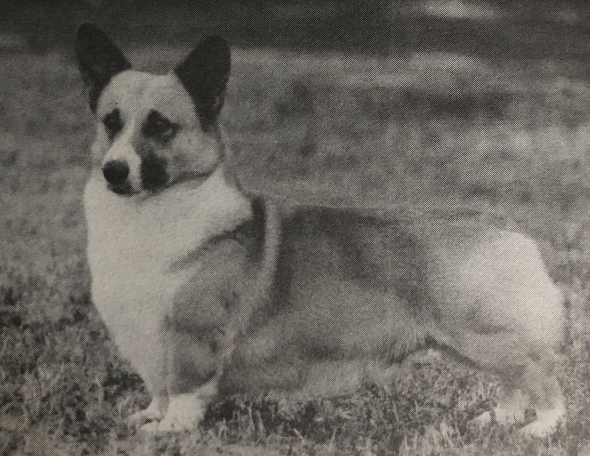 AM. CH. Larchmont's Golden Triumph