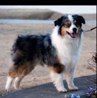 CH. Lindsey's Bada Bing of Sundance