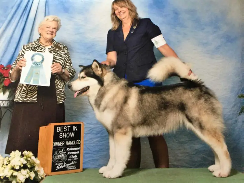 GCH Taolanquest Catori of Tarnishs