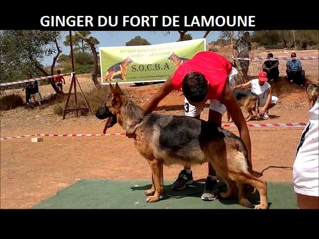 Ginger du Fort lamoune