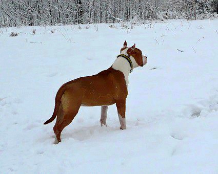 CH. INTER.,JCH. RUS, CH.RUS, GRAND CH RUS Zoi Magik Love