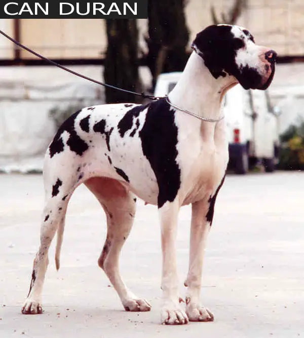 CH. Bel de can Duran