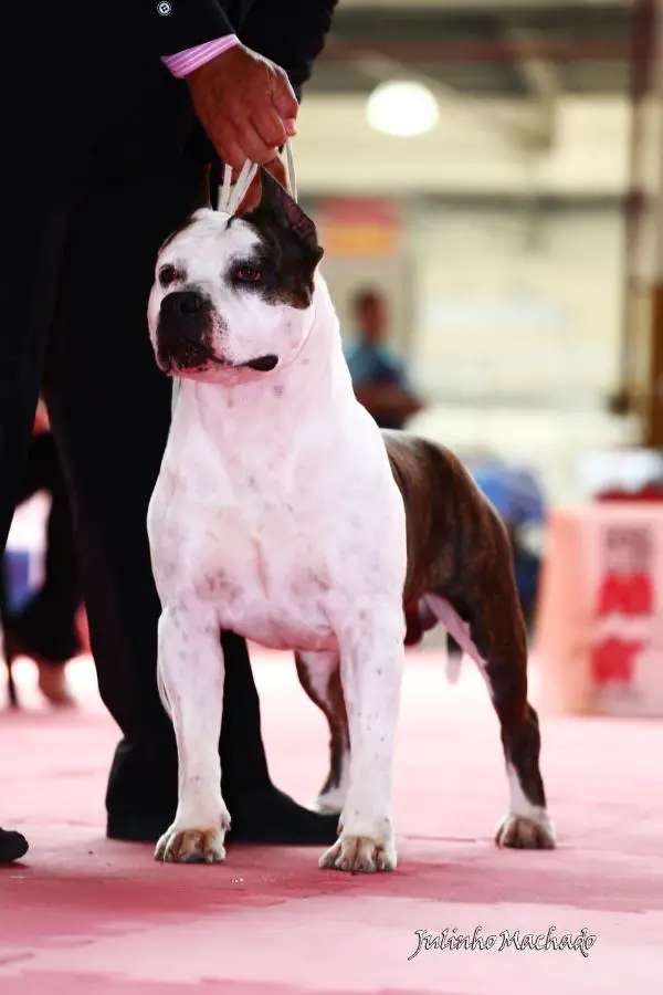 Apache SC do American Lopes