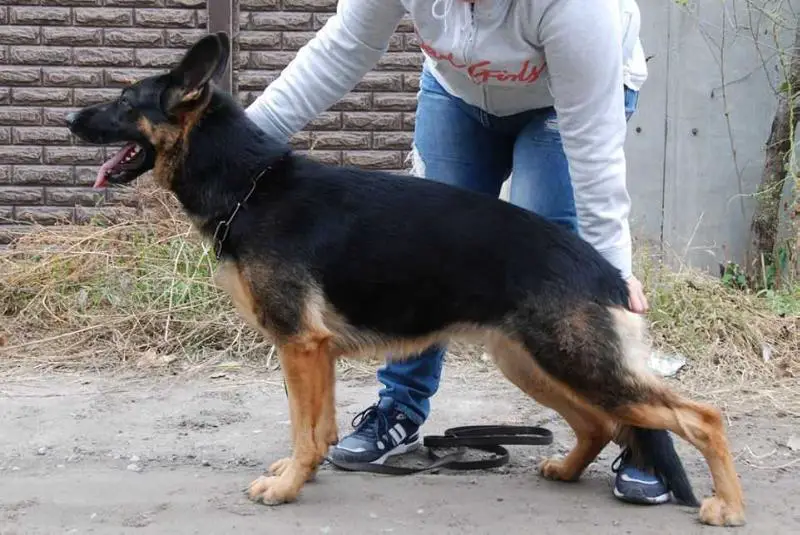 Columbia Garde Tapfer