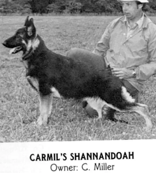 Carmil's Shannandoah