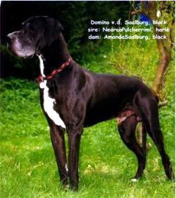 Domino von der Saalburg