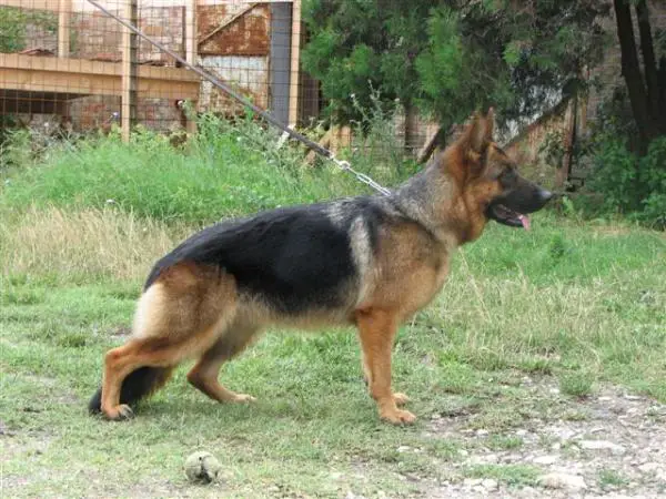 Dayra de Craiova Maxima