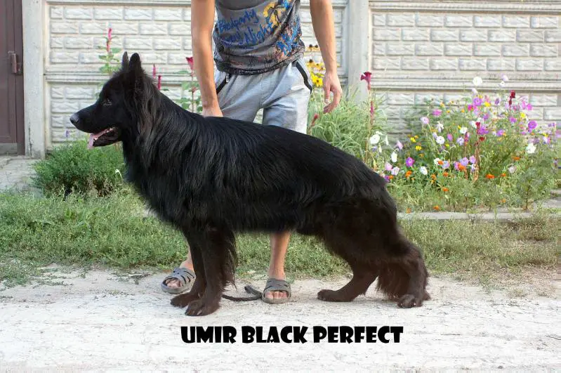 Umir Black Perfect