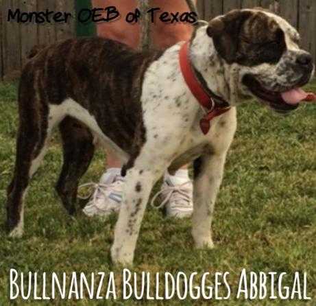 Bullnanza Bulldogges' Abbigail