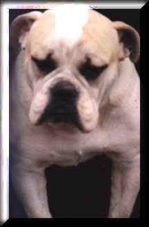 Nunley's Southern Bandit