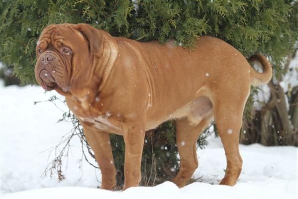 MULTI CHAMPION Jaques Vom Butjadinger Land