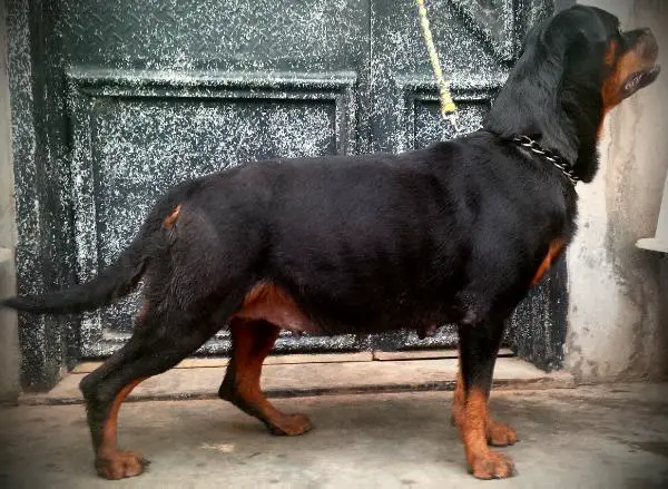 Mali Sins Maximus