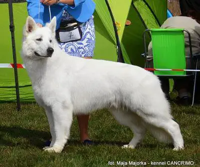 JCH PL, CH PL, BOB, BIG Rus Pride Argenti